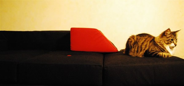 Sofa Cat